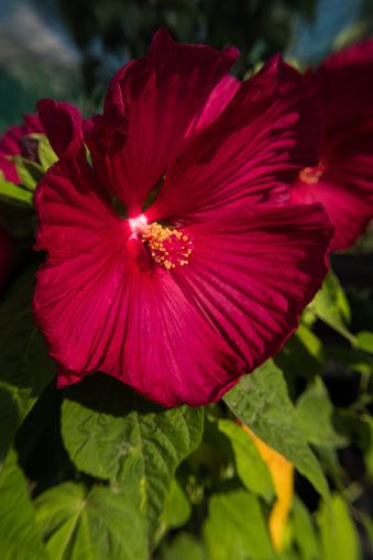 Hibiskus Bordeaux Blumensamen zur Aussaat – sonnenliebend – Traditionssorte & ohne Gentechnik Samen Hausgarten