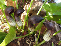 Arisarum Vulgare Samen zur Aussaat