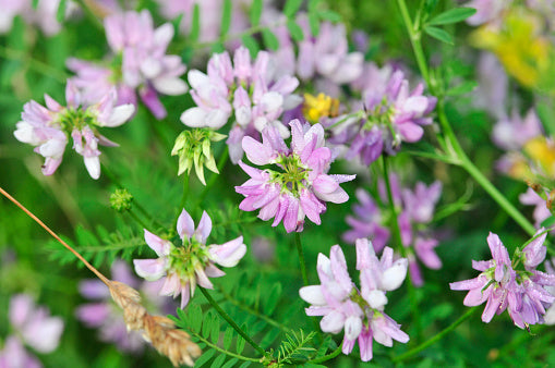 Astragalus Lavendel Blumensamen zur Aussaat – Garten beliebt – Traditionssorte & ohne Gentechnik Samen Hausgarten