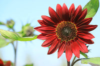Rot Mini Sonnenblume Samen zur Aussaat – Traditionssorte ohne Gentechnik – Keimung biologisch Garten Samen