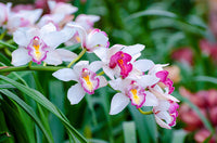 Weiß Orchidee Samen zur Aussaat ideal Serene Weiß Blüten Haus Gärten