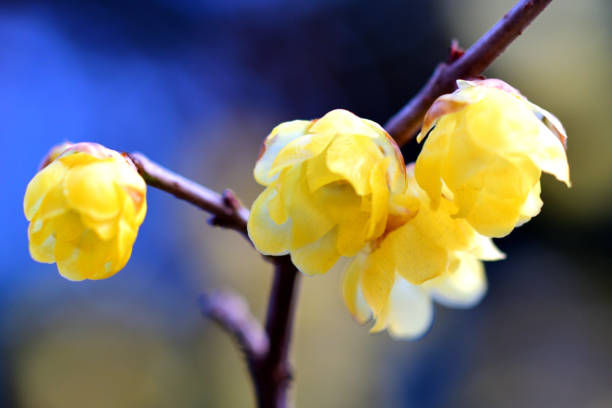 Wintersweet Blumensamen zur Aussaat ideal Rabatten Traditionssorte & ohne Gentechnik Samen Hausgarten
