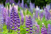 Lila Arroyo Lupine Blumensamen zur Aussaat – hochwertige Qualitäts- – Traditionssorte & ohne Gentechnik Samen Hausgarten
