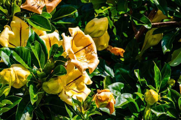 Solandra Grandiflora Blumensamen zur Aussaat leuchtend Blüten Traditionssorte & ohne Gentechnik Samen Hausgarten