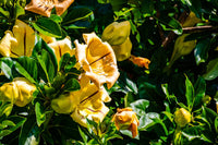 Solandra Grandiflora Blumensamen zur Aussaat leuchtend Blüten Traditionssorte & ohne Gentechnik Samen Hausgarten