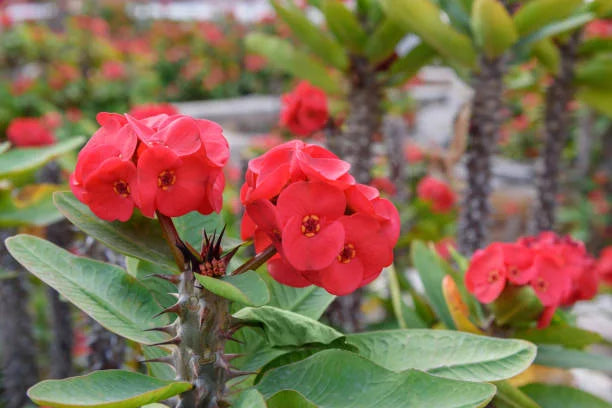 tief Rot Euphorbia Milii Blumensamen zur Aussaat – Bestäuber freundlich – Traditionssorte & ohne Gentechnik Samen Hausgarten