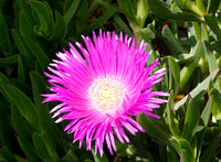 Lila Delosperma Blumensamen zur Aussaat – leuchtend Blüten – Traditionssorte & ohne Gentechnik Samen Hausgarten