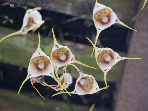 Weiß Monkey Face Orchidee Blumensamen zur Aussaat – duftend Blüten – Traditionssorte & ohne Gentechnik Samen Hausgarten