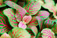 Fittonia Albivenis – Weiß Nerve Blumensamen zur Aussaat – Garten beliebt – Traditionssorte & ohne Gentechnik Samen Hausgarten