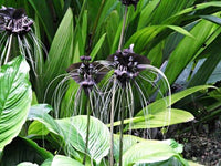 Schwarz Chantrieri Blumensamen zur Aussaat Landhaus Garten wichtig Traditionssorte & ohne Gentechnik Samen Hausgarten