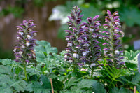 Acanthus Mollis Blumensamen zur Aussaat Bestäuber freundlich Traditionssorte & ohne Gentechnik Samen Hausgarten