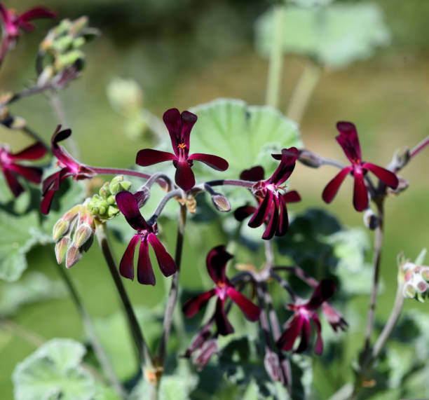 Pelargonium Sidoides Blume Samen zur Aussaat ideal Gärten
