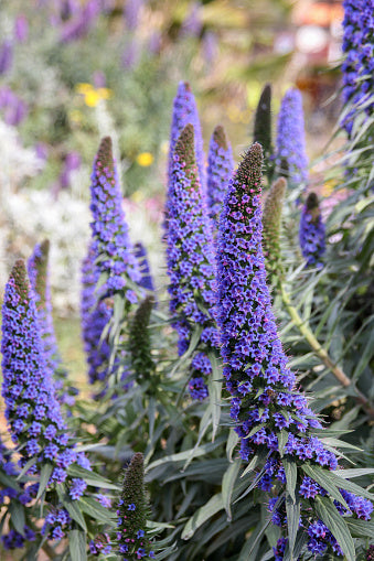 Lila Madeira Blumensamen zur Aussaat Schnitt Blume beliebt Traditionssorte & ohne Gentechnik Samen Hausgarten
