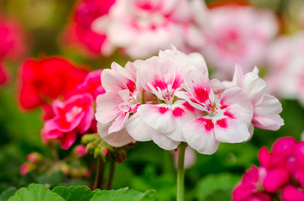 Geranie Blumensamen zur Aussaat – leuchtend Rosa Rot Einjährige für Ihren Garten