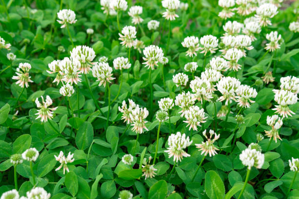 Weiß Clover Samen zur Aussaat: hochwertige Blume Kollektion