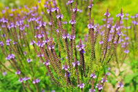 Blau Eisenkraut Hastata Blumensamen zur Aussaat – farbenfroh Schau – Traditionssorte & ohne Gentechnik Samen Hausgarten