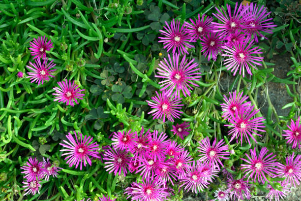 Lila Delosperma Cooperi Blumensamen zur Aussaat Halbschatten verträglich Traditionssorte & ohne Gentechnik Samen Hausgarten