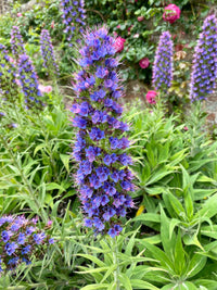 Lila Madeira Blumensamen zur Aussaat – leuchtend Blüten