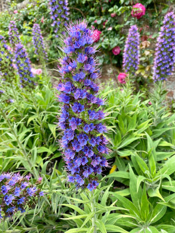 Lila Madeira Blumensamen zur Aussaat – leuchtend Blüten
