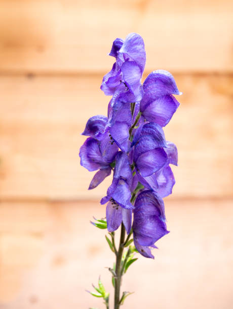 Blau Aconitum Napellus Blumensamen zur Aussaat robust Sorte Traditionssorte & ohne Gentechnik Samen Hausgarten