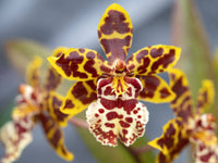 Oncidium Orchidee Blumensamen – Expert Aussaat Tips leuchtend Blüten