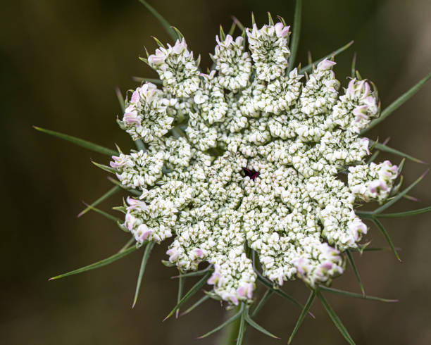 Weiß Anne's Blumensamen zur Aussaat Wildblume Mischung Traditionssorte & ohne Gentechnik Samen Hausgarten