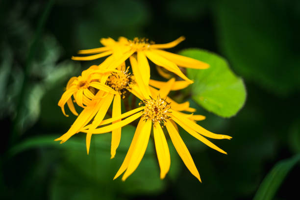 Ligularia Blume Samen zur Aussaat leuchtend Garten Blüten