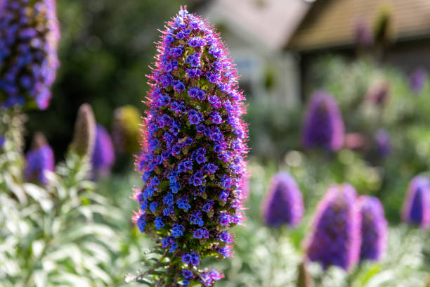 Lila Madeira Blumensamen zur Aussaat – leuchtend Blüten
