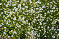 Weiß Sagina Subulata Blumensamen zur Aussaat – Wildblume Mischung – Traditionssorte & ohne Gentechnik Samen Hausgarten