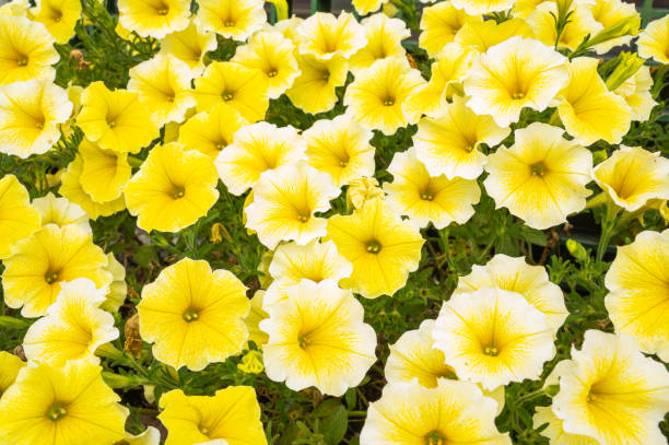 Weiß Schlüsselblume Blumensamen zur Aussaat
