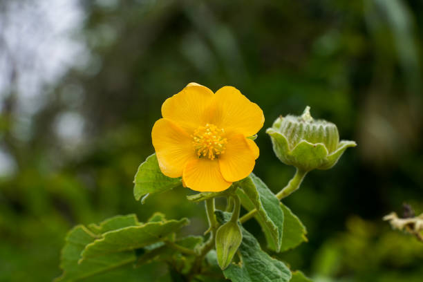 Malve Samen Golden Gelb zur Aussaat Blume Beet