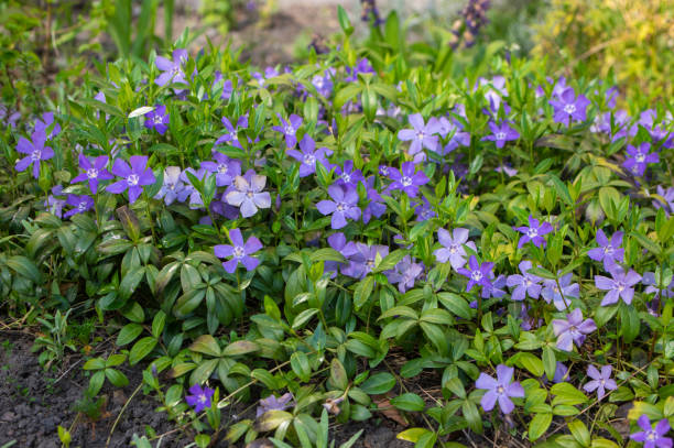 Violett Immergrün Immergrün Blumensamen zur Aussaat robust Sorte Traditionssorte & ohne Gentechnik Samen Hausgarten