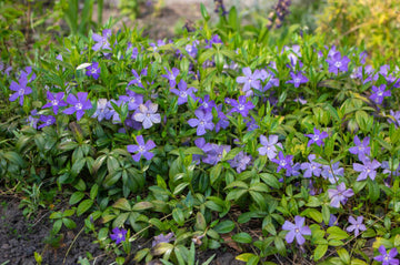Violett Immergrün Immergrün Blumensamen zur Aussaat robust Sorte Traditionssorte & ohne Gentechnik Samen Hausgarten
