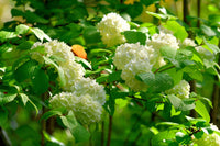 Schnee ball blumen baum Samen für einfaches Anpflanzen