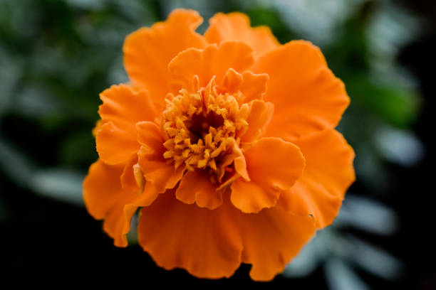 Orange Carnations Blumensamen zur Aussaat – Halbschatten verträglich – Traditionssorte & ohne Gentechnik Samen Hausgarten