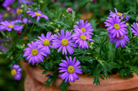 Gemischt Brachyscome Blumensamen zur Aussaat Drought verträglich Traditionssorte & ohne Gentechnik Samen Hausgarten