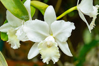 Cattleya Blumensamen zur Aussaat – pflegeleicht – Traditionssorte & ohne Gentechnik Samen Hausgarten
