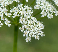 Aegopodium Podagraria Blumensamen zur Aussaat Halbschatten verträglich Traditionssorte & ohne Gentechnik Samen Hausgarten