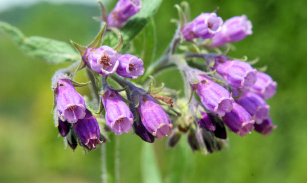 Comfrey Blumensamen zur Aussaat mehrjährig Garten Blüten