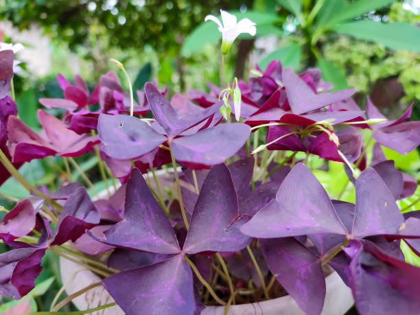 Sauerklee Triangularis Blumensamen zur Aussaat – leuchtend Blüten – Traditionssorte & ohne Gentechnik Samen Hausgarten