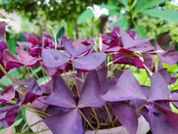 Sauerklee Triangularis Blumensamen zur Aussaat – leuchtend Blüten – Traditionssorte & ohne Gentechnik Samen Hausgarten