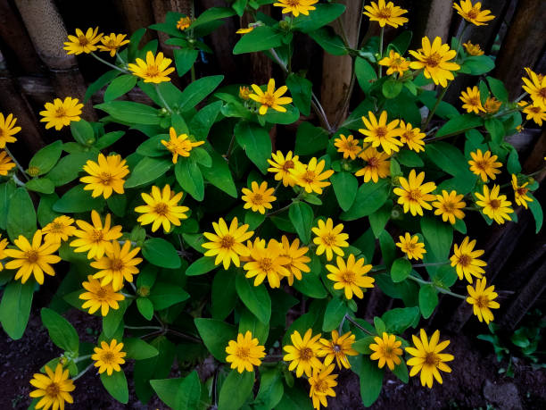 Melampodium Paludosum Blumensamen zur Aussaat lang Blüte Saison Traditionssorte & ohne Gentechnik Samen Hausgarten