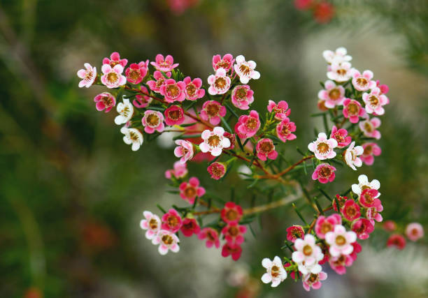 Gemischt Wax Blumensamen zur Aussaat – saisonal Dauerblüher – Traditionssorte & ohne Gentechnik Samen Hausgarten