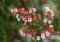 Gemischt Wax Blumensamen zur Aussaat – saisonal Dauerblüher – Traditionssorte & ohne Gentechnik Samen Hausgarten