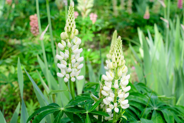 Lupinus Albus Blumensamen zur Aussaat – lang Blüte Saison – Traditionssorte & ohne Gentechnik Samen Hausgarten