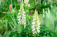 Lupinus Albus Blumensamen zur Aussaat – lang Blüte Saison – Traditionssorte & ohne Gentechnik Samen Hausgarten