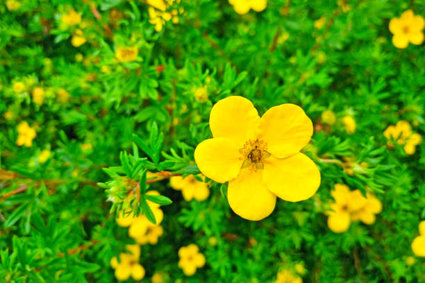 Gelb Cinquefoil Blumensamen zur Aussaat – Anzucht – Traditionssorte & ohne Gentechnik Samen Hausgarten