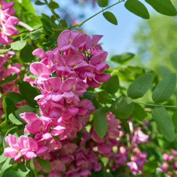 Rosa Mischung Acacia mehrjährig Blumensamen zur Aussaat Landhaus Garten wichtig Traditionssorte & ohne Gentechnik Samen Hausgarten