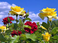 Rot Rose Blume Samen zur Aussaat Kollektion