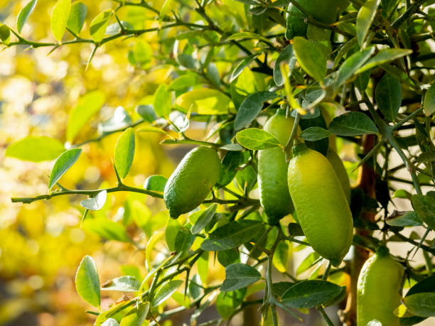Citrus australasica Samen für einfaches Anpflanzen